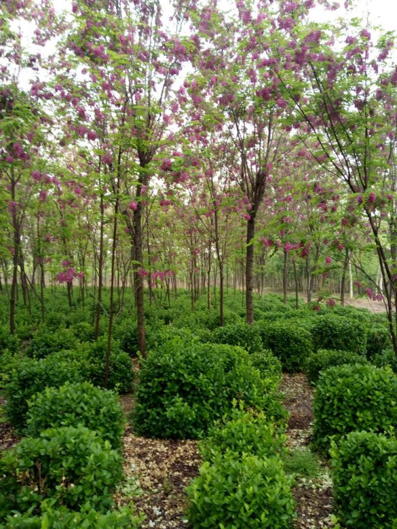 香花槐6～10公分【规格齐全】长势旺盛全国发货