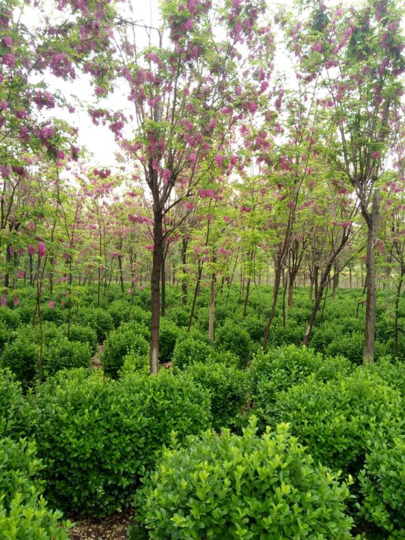 香花槐6～10公分【规格齐全】长势旺盛全国发货