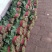菠菜种，优质菠菜种，172优质品种，品种保证