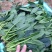 菠菜种，优质菠菜种，172优质品种，品种保证