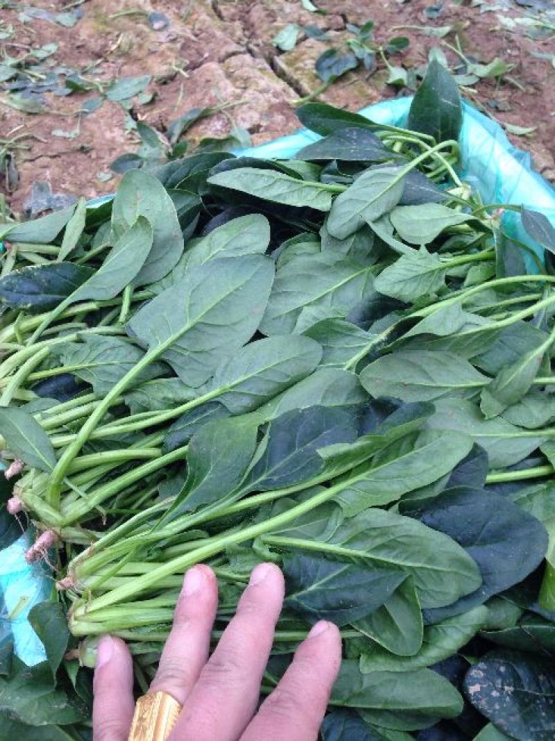 菠菜种，优质菠菜种，172优质品种，品种保证