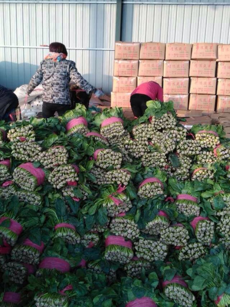菠菜种，优质菠菜种，172优质品种，品种保证