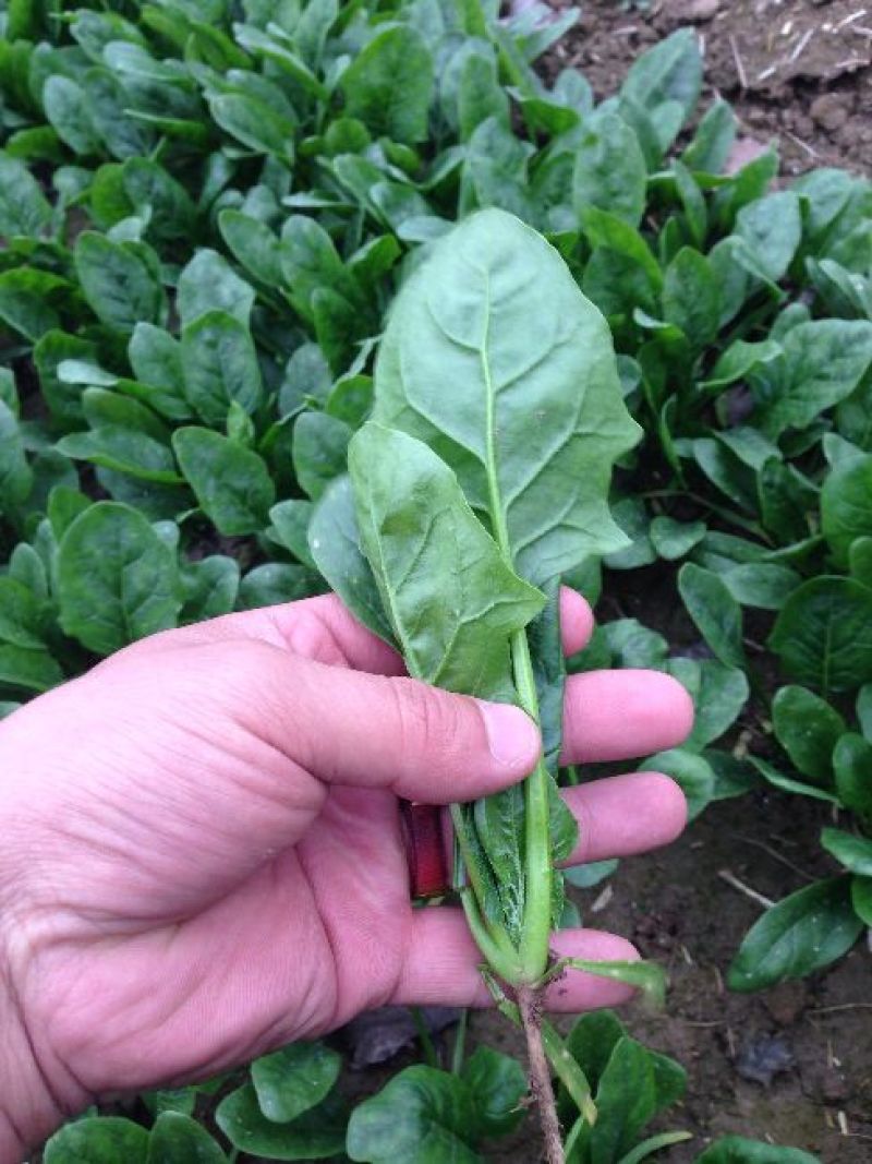 菠菜种，优质菠菜种，172优质品种，品种保证