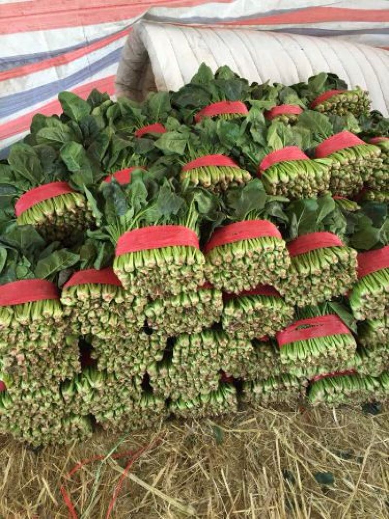 菠菜种，优质菠菜种，172优质品种，品种保证