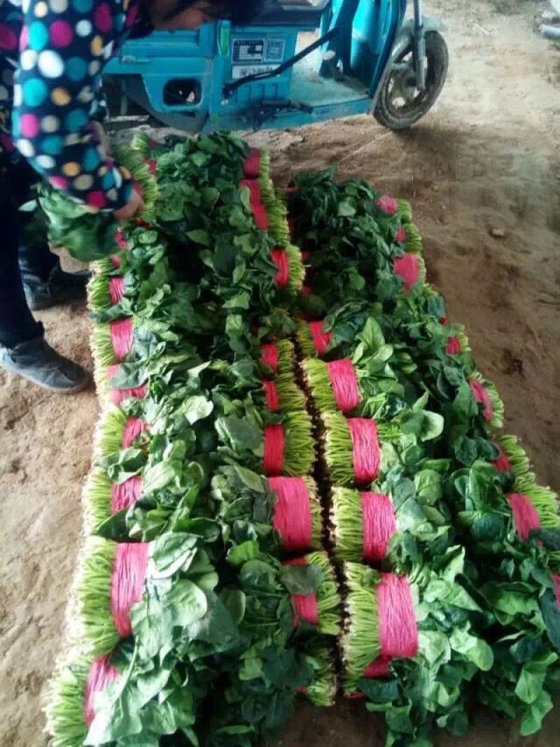 菠菜种，优质菠菜种，172优质品种，品种保证