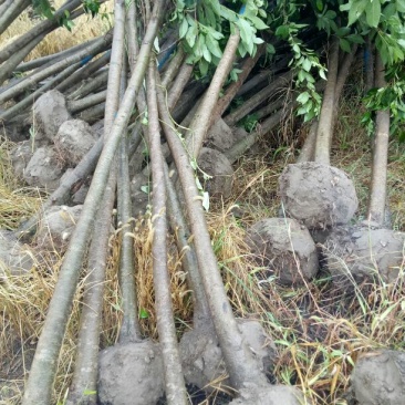大叶女贞8~10cm