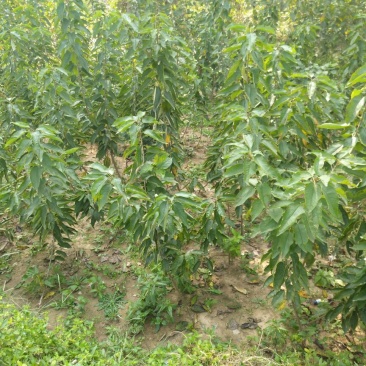 樱桃树苗1公分樱桃树苗批发