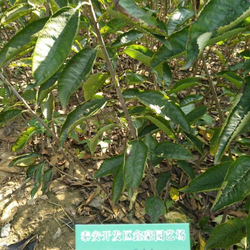 樱桃树苗1公分樱桃树苗批发