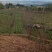 美早樱桃苗6年80cm以上