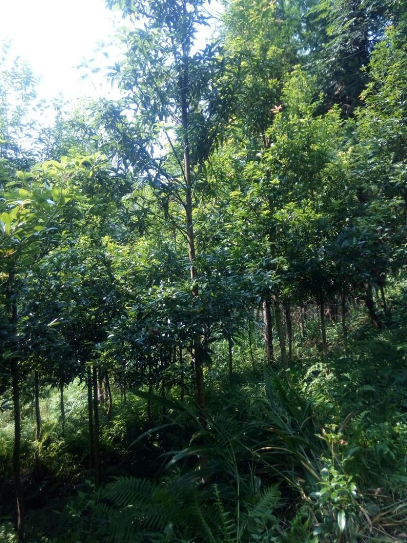 闽楠4~5m