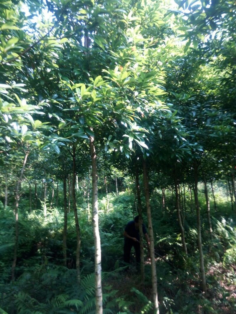 闽楠4~5m