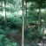 闽楠4~5m