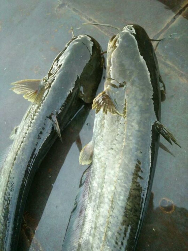 大口鲶食用