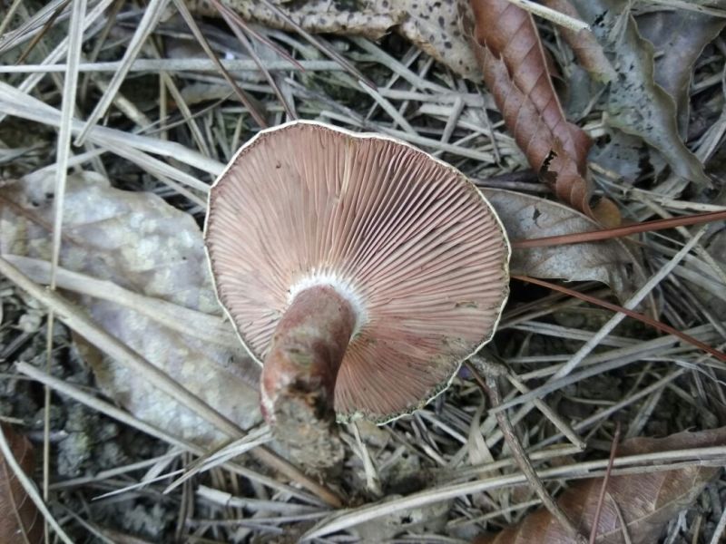 松蘑特级