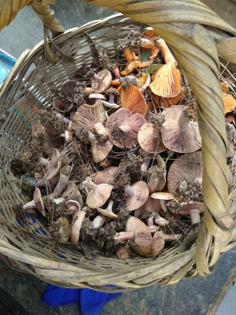 松蘑特级