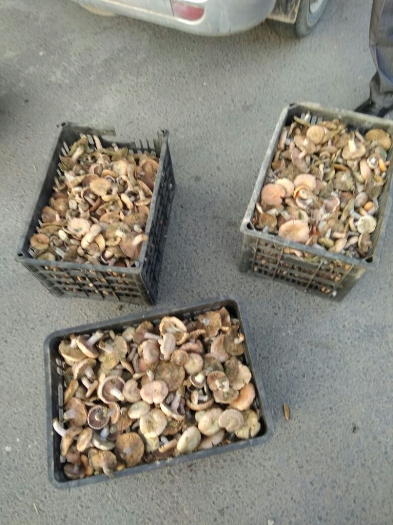 松蘑特级