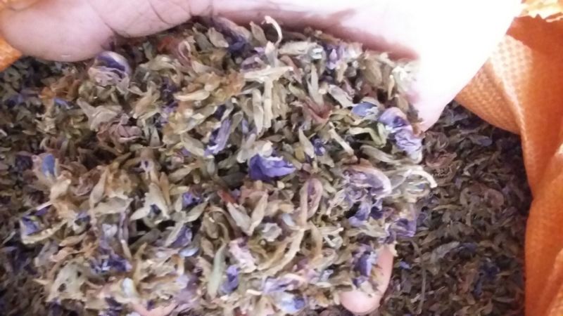 广西野生葛花
