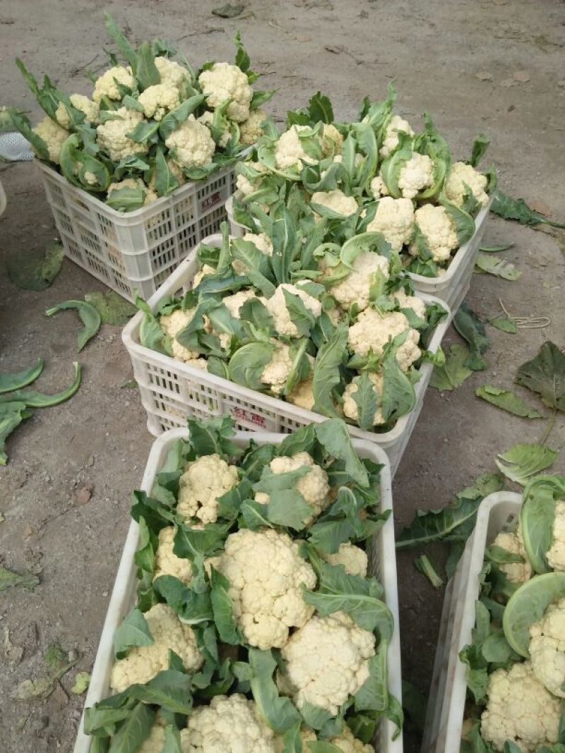 白花菜花紧密乳白2斤货源充足，价格美丽，欢迎你的到