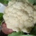 白花菜花紧密乳白2斤货源充足，价格美丽，欢迎你的到
