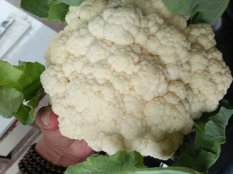 白花菜花紧密乳白2斤货源充足，价格美丽，欢迎你的到
