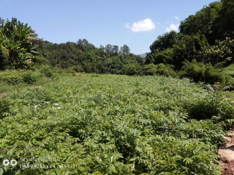黄柏苗