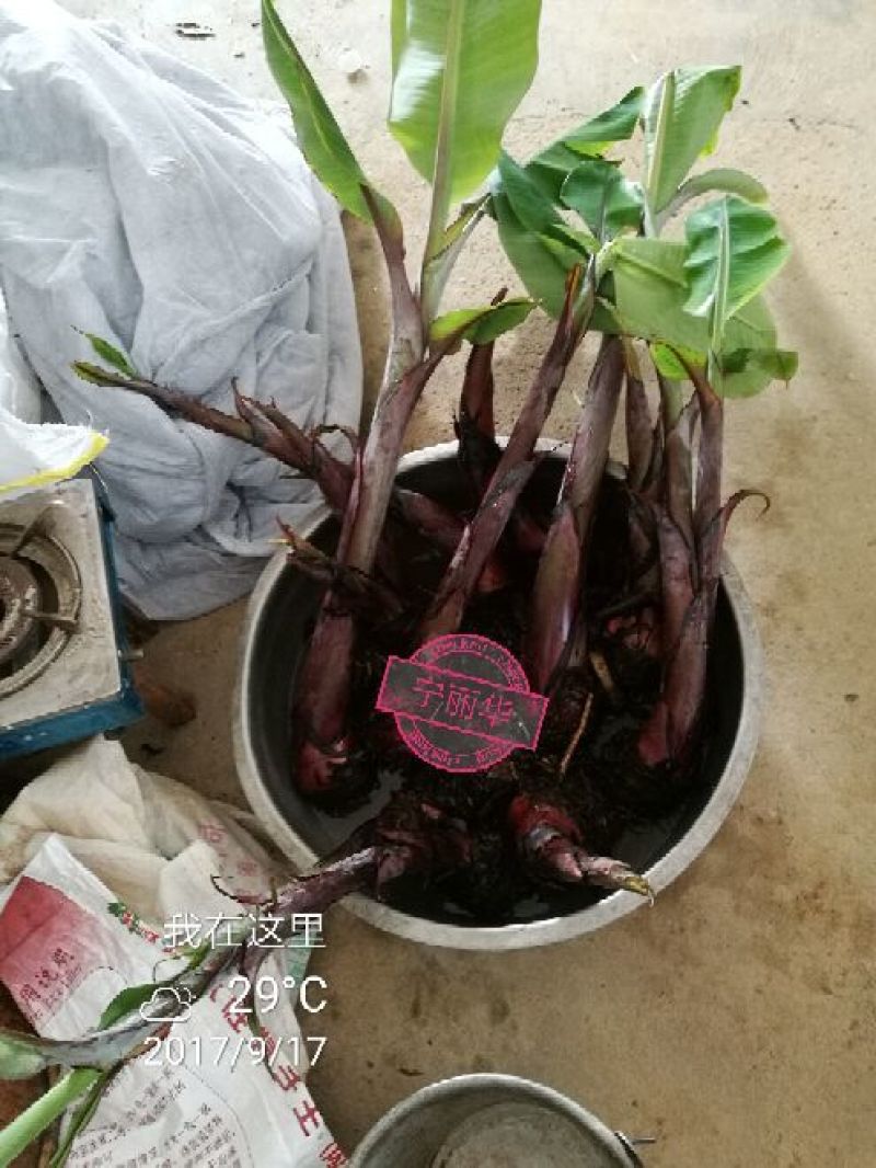 红香蕉苗自家地植苗，1~2年3-5年苗