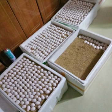 出售鸽子蛋食用，规模化养殖常年出售