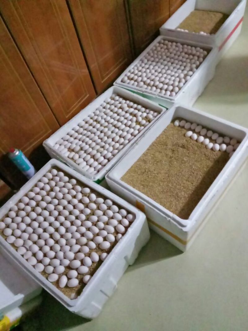 出售鸽子蛋食用，规模化养殖常年出售