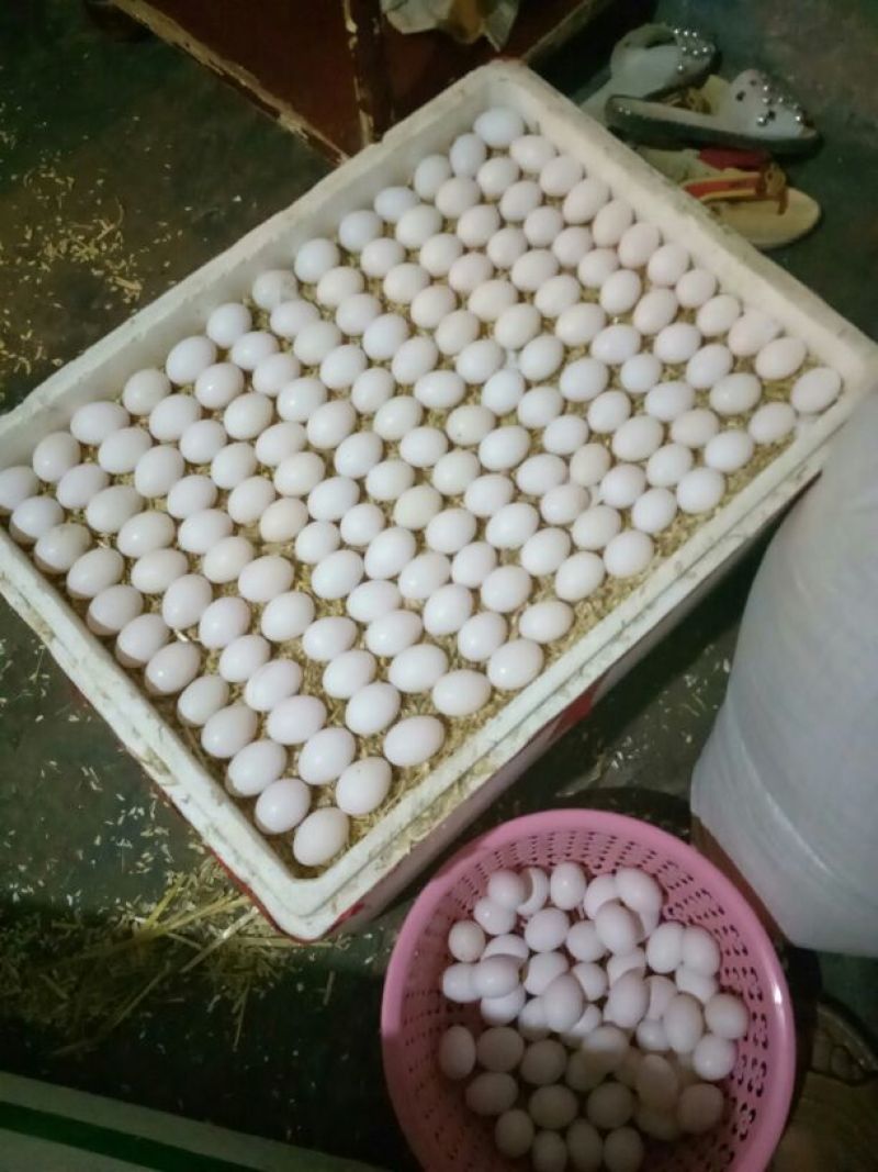 出售鸽子蛋食用，规模化养殖常年出售