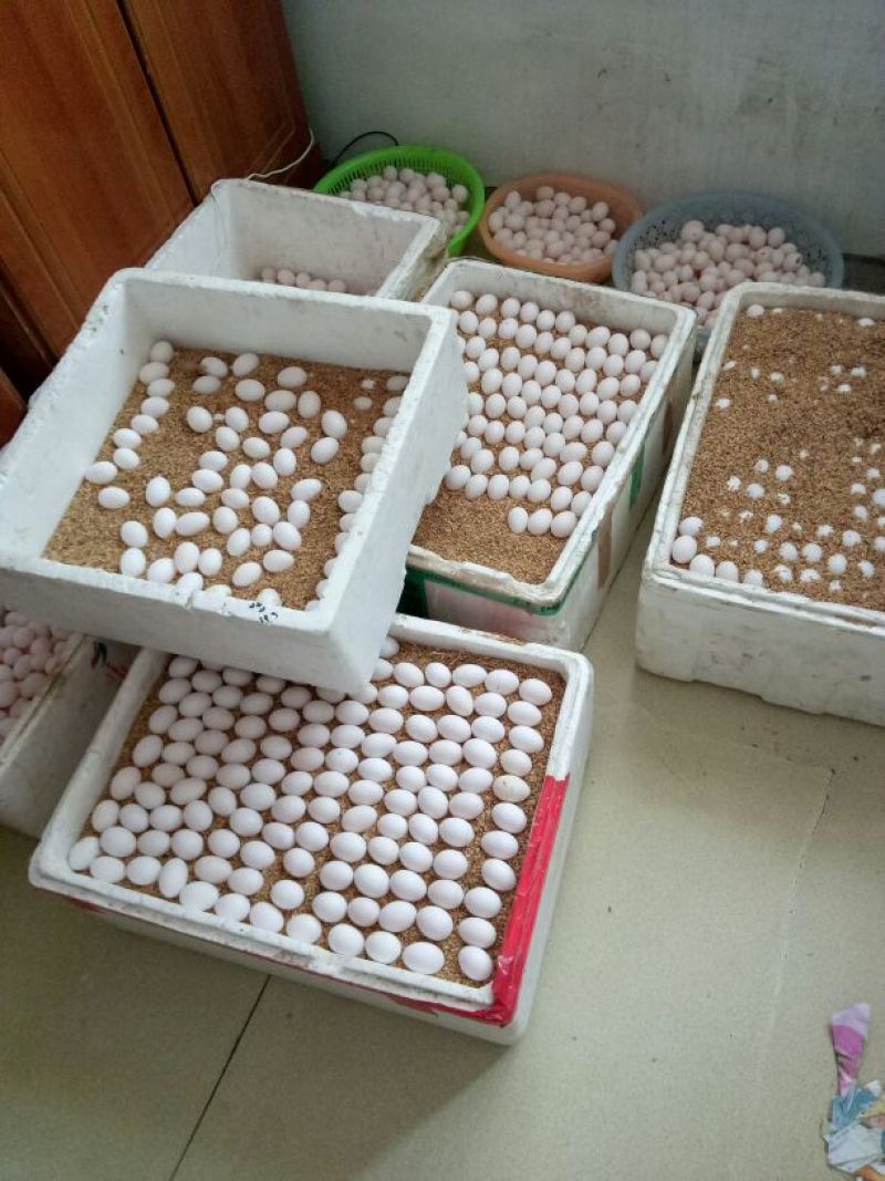 出售鸽子蛋食用，规模化养殖常年出售