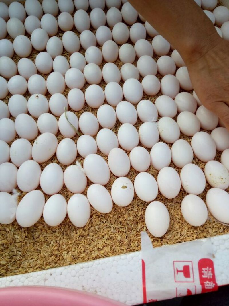 出售鸽子蛋食用，规模化养殖常年出售