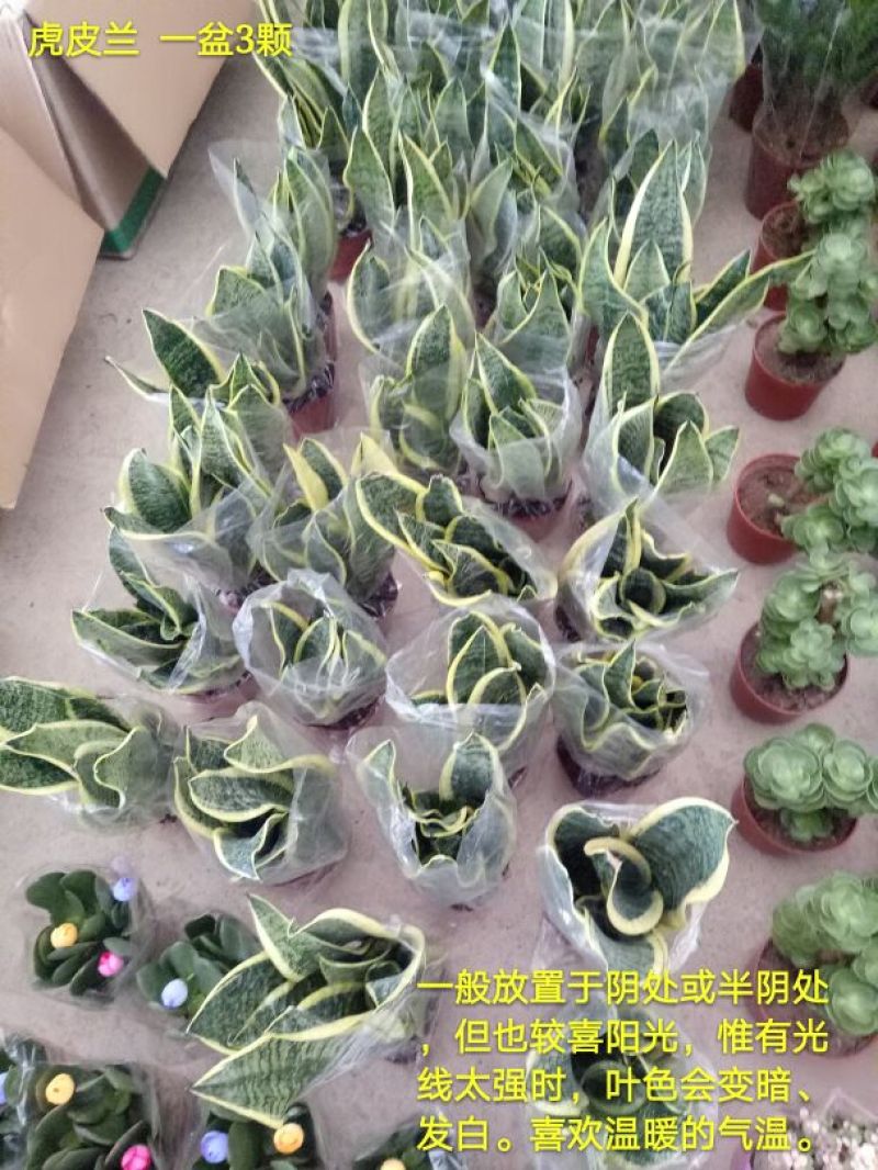 红掌3-5个花高35-40左右