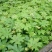 通草苗湖南湘西大通草苗质量保证可线上交易20-50cm