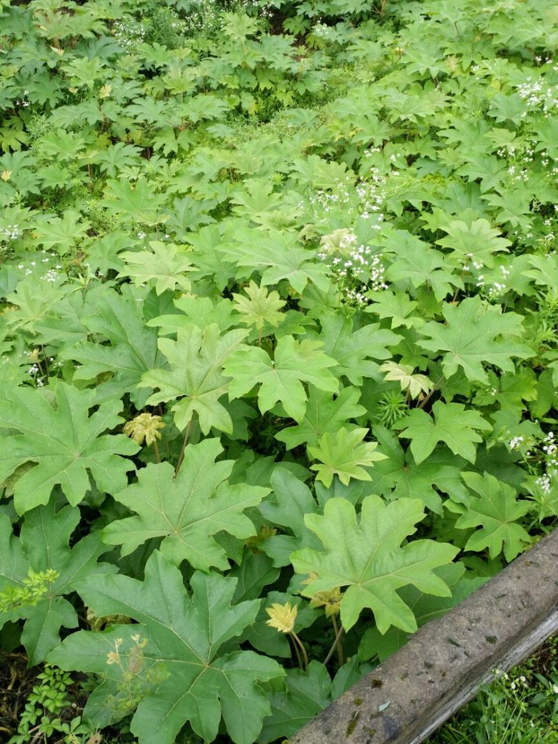 通草苗湖南湘西大通草苗质量保证可线上交易20-50cm