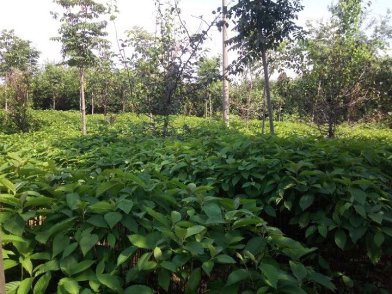 喜树80~110cm