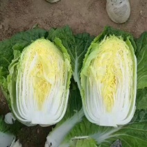 辽宁凌海6600亩韩国黄心白菜4~6斤净菜