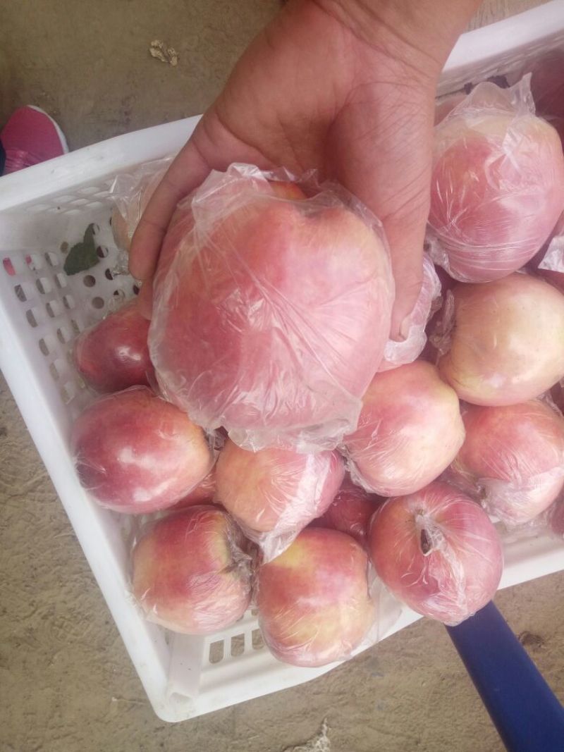 红星苹果红香蕉苹果产地直发