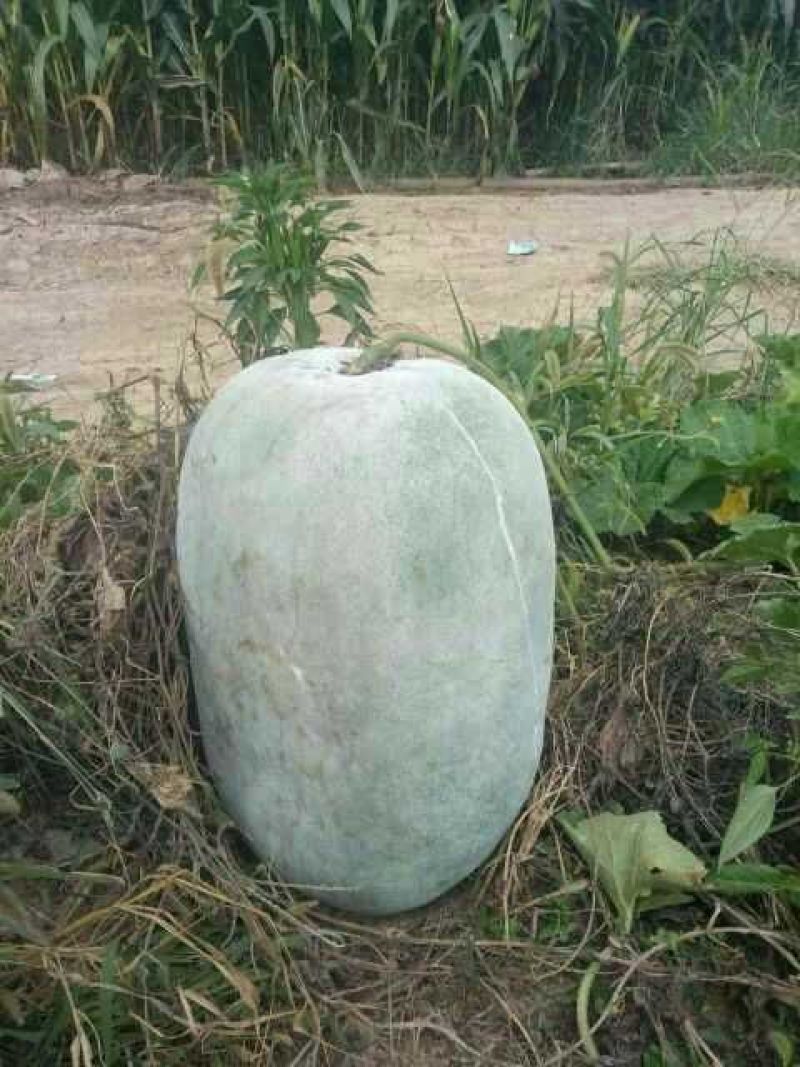 白皮冬瓜15斤以上