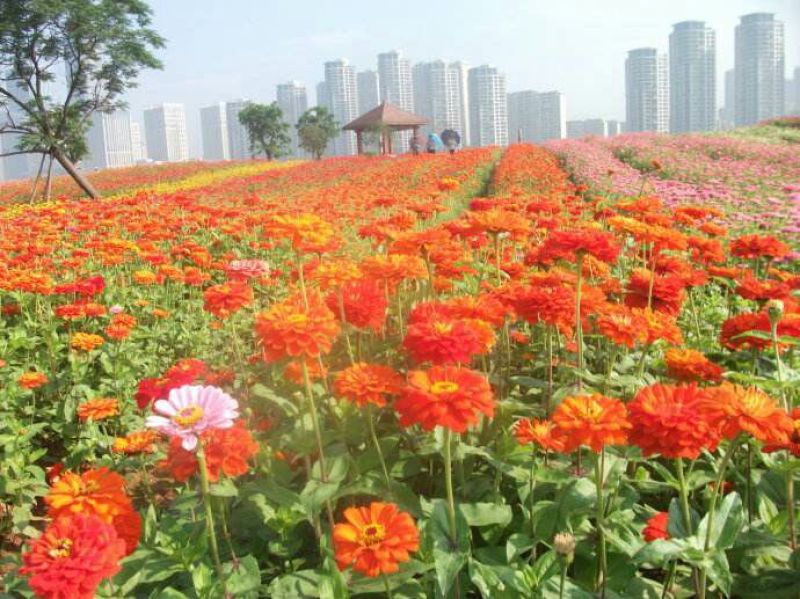 百日草种子