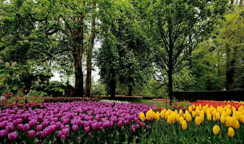 郁金香10cm以下