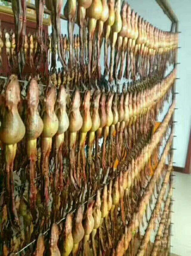 林蛙油