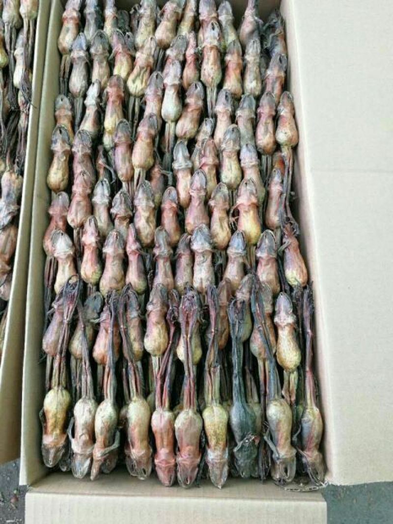 林蛙油