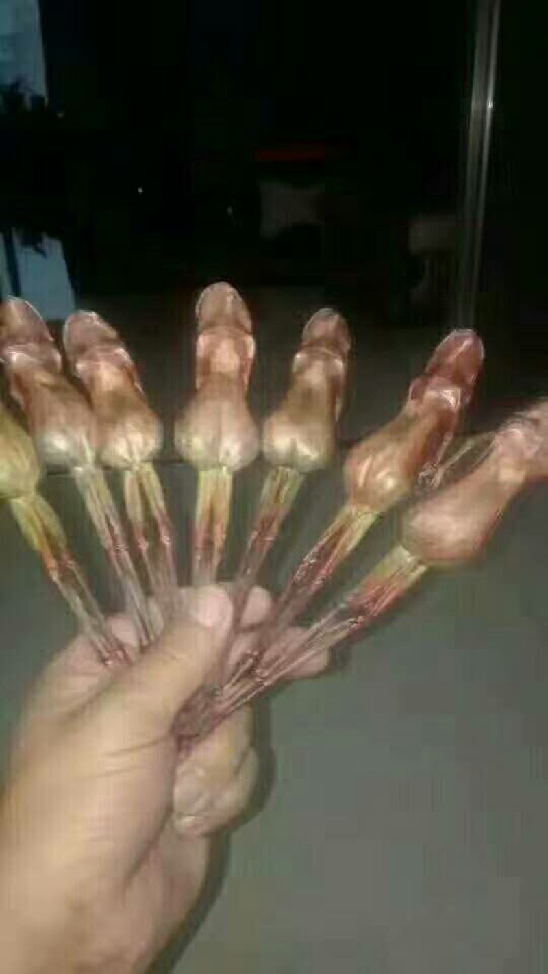 林蛙油