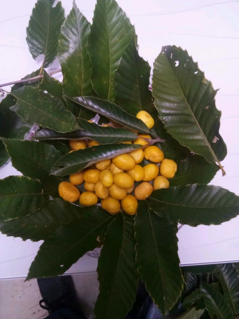 野生板栗炒栗种中栗