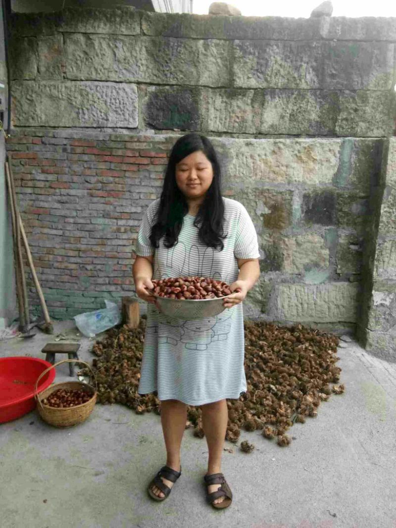 野生板栗炒栗种中栗