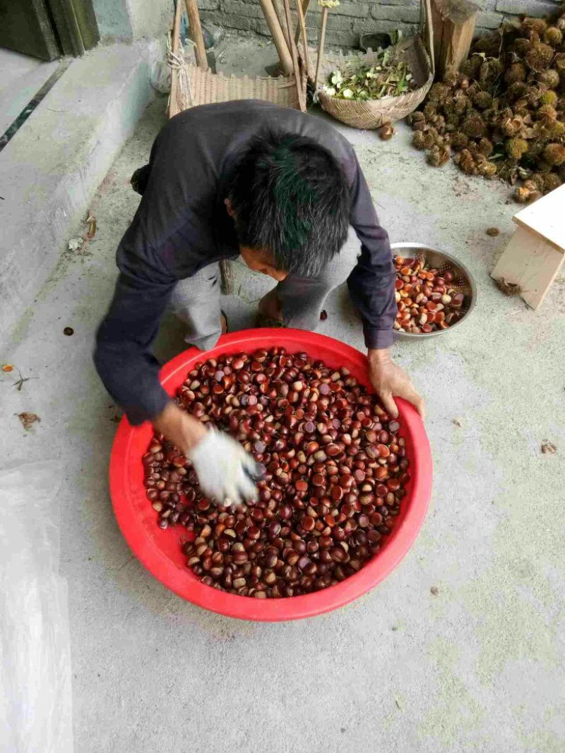 野生板栗炒栗种中栗