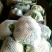菜花紧密乳白2斤