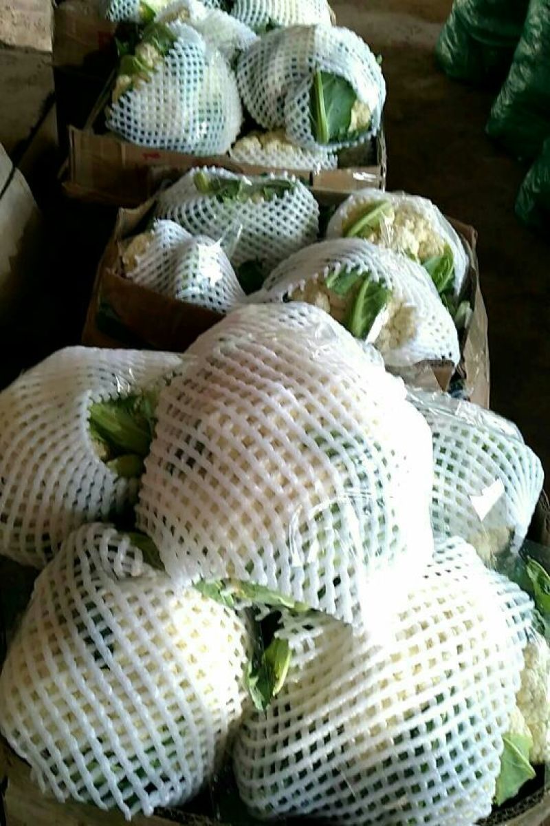 菜花紧密乳白2斤
