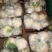 菜花紧密乳白2斤