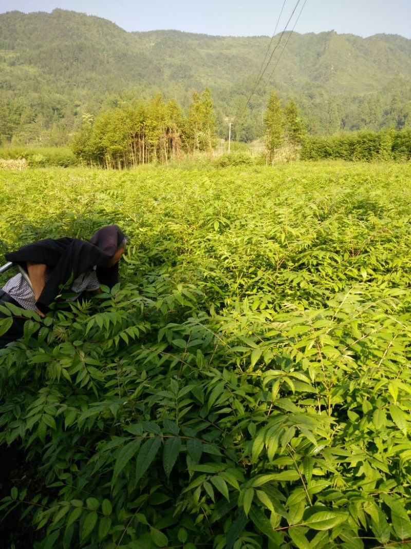 红油香椿树10cm以下